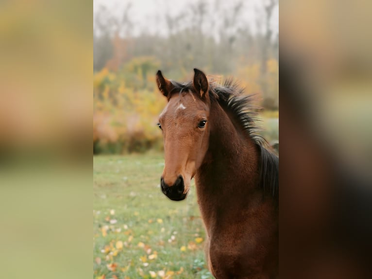 Hanoverian Gelding 1 year 16,2 hh Brown in Rinteln