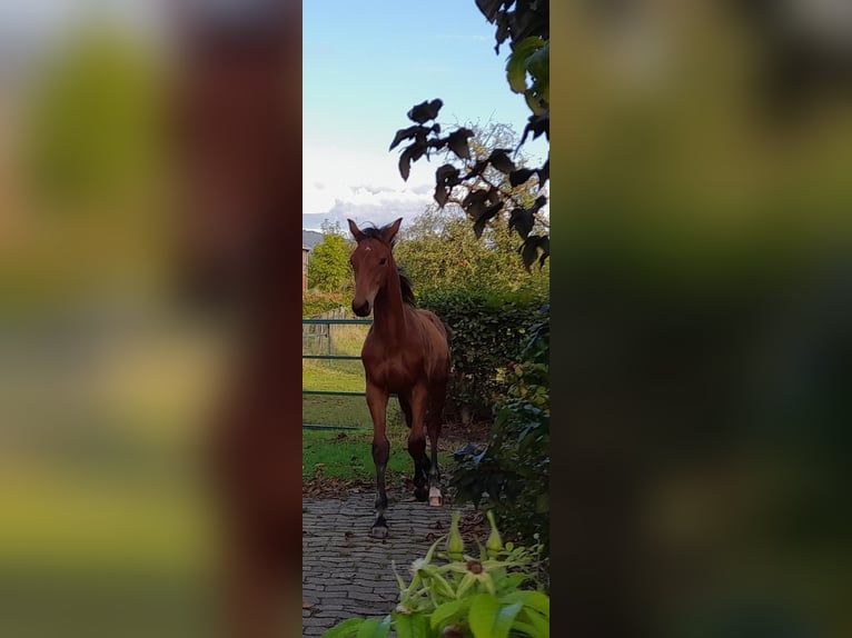 Hanoverian Gelding 1 year 16,2 hh Brown in Rinteln
