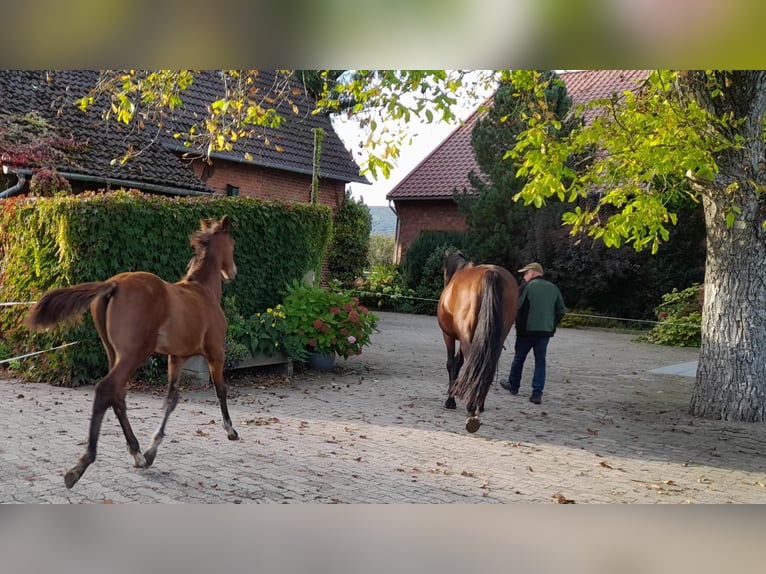 Hanoverian Gelding 1 year 16,2 hh Brown in Rinteln