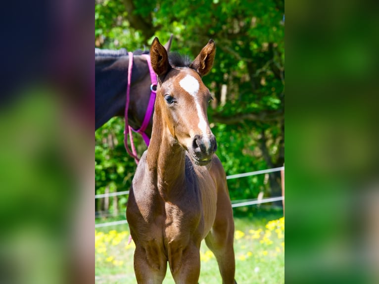 Hanoverian Gelding 1 year 17 hh Bay-Dark in Lutherstadt Wittenberg