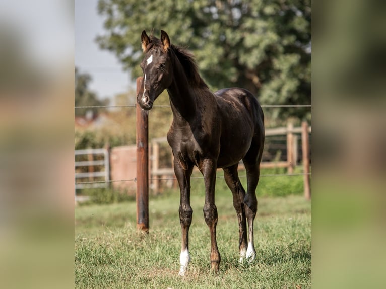 Hanoverian Gelding 1 year Black in Grasberg