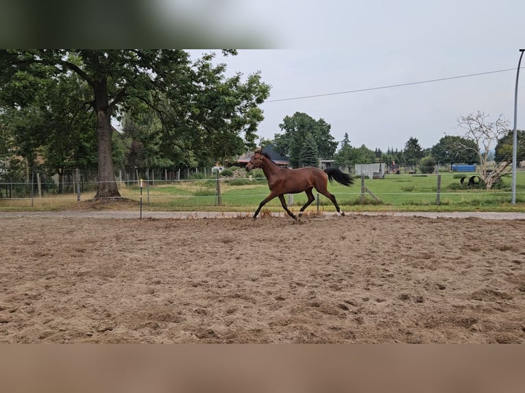 Hanoverian Gelding 1 year Brown in Meyenburg