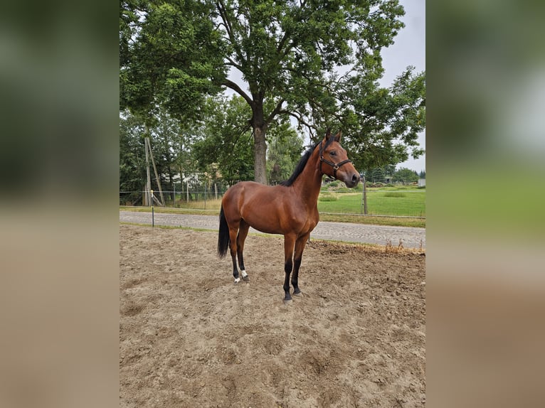 Hanoverian Gelding 1 year Brown in Meyenburg