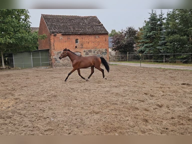 Hanoverian Gelding 1 year Brown in Meyenburg