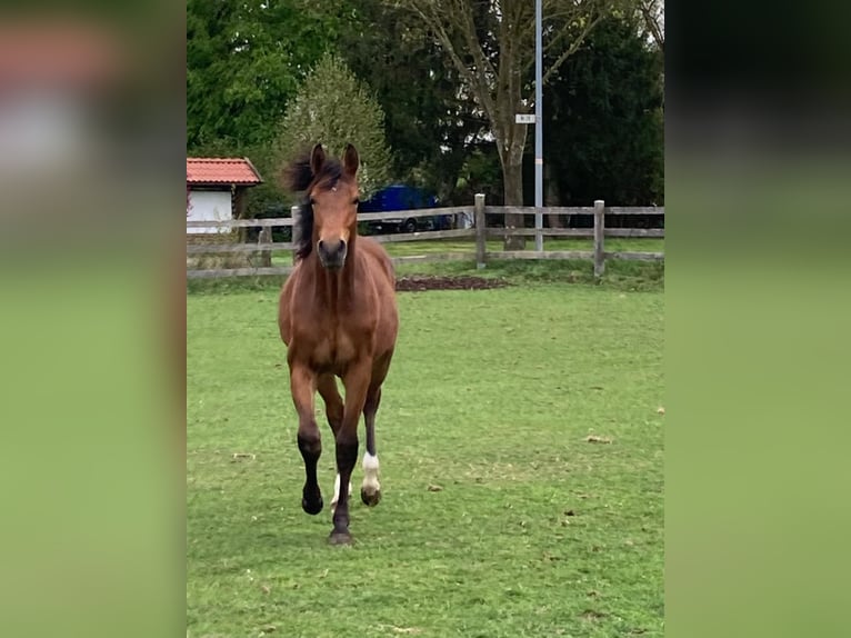 Hanoverian Gelding 1 year Brown-Light in Bassum