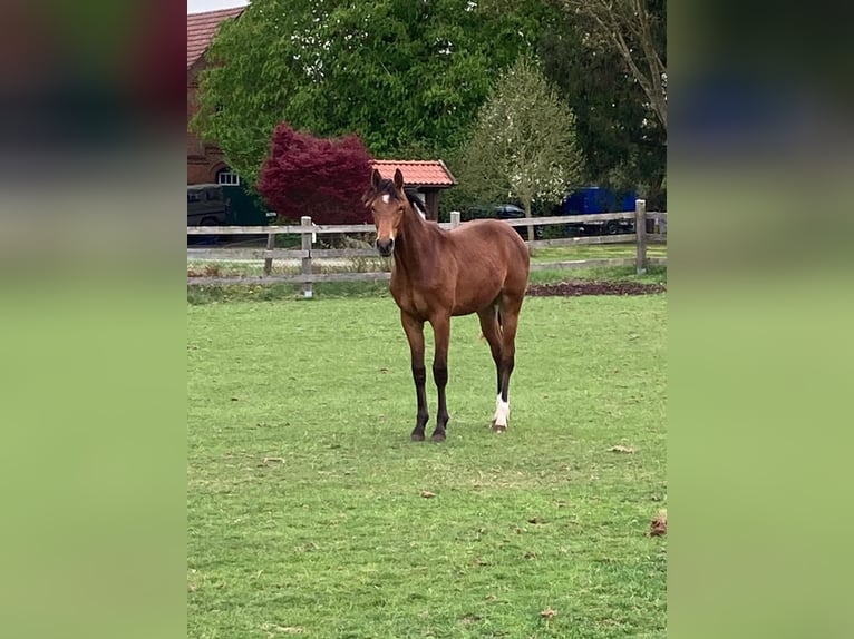 Hanoverian Gelding 1 year Brown-Light in Bassum