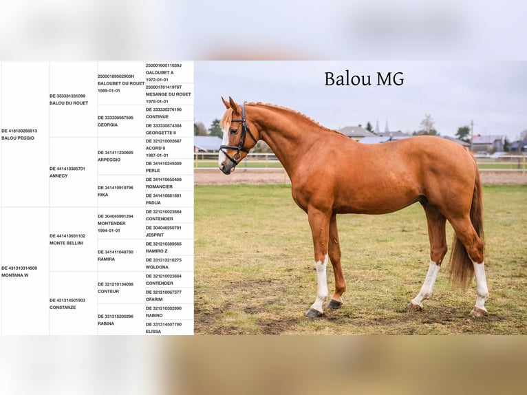 Hanoverian Mix Gelding 1 year Brown in Josvainiai