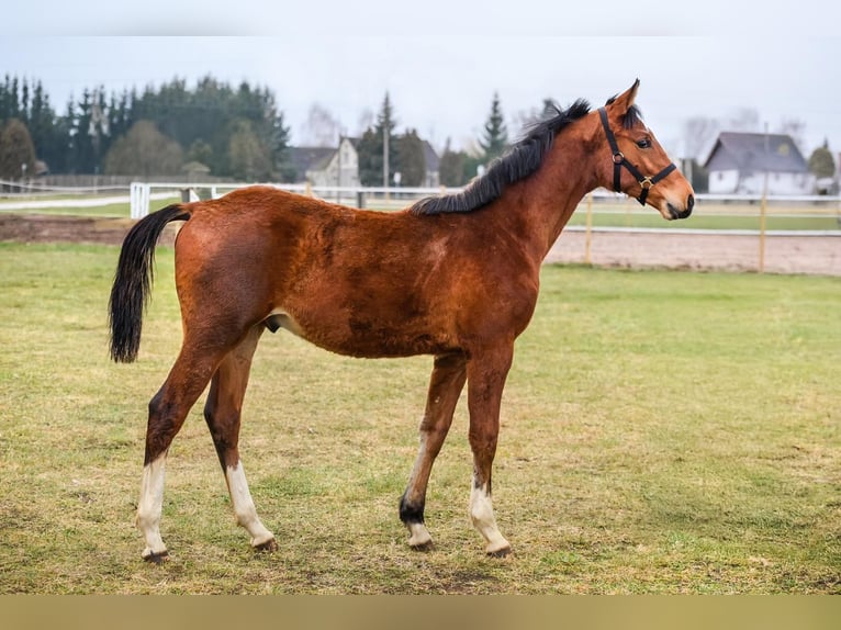 Hanoverian Mix Gelding 1 year Brown in Josvainiai