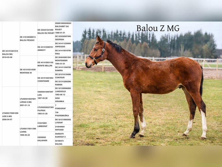 Hanoverian Mix Gelding 1 year Brown in Josvainiai