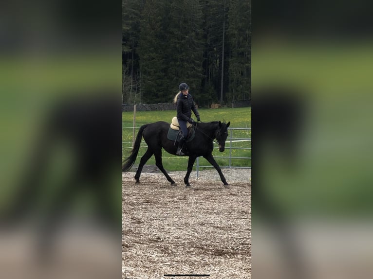 Hanoverian Mix Gelding 20 years 15.3 hh Smoky-Black in Grafenhausen