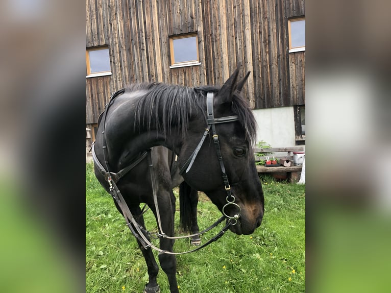 Hanoverian Mix Gelding 20 years 15.3 hh Smoky-Black in Grafenhausen