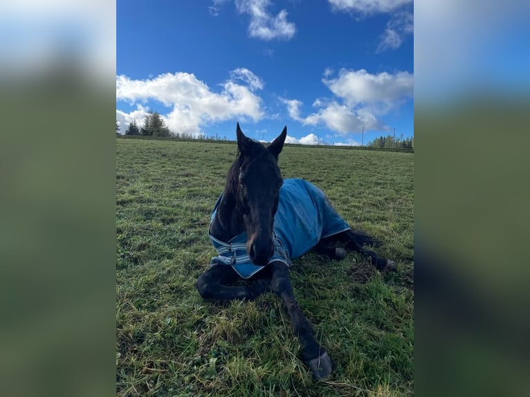 Hanoverian Mix Gelding 20 years 15.3 hh Smoky-Black in Grafenhausen