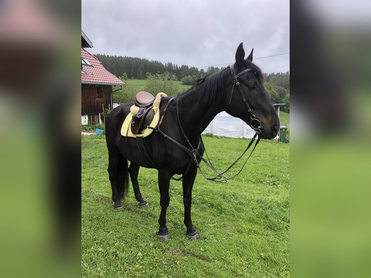 Hanoverian Mix Gelding 20 years 15.3 hh Smoky-Black in Grafenhausen
