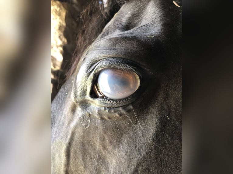 Hanoverian Mix Gelding 20 years 15,3 hh Smoky-Black in Grafenhausen