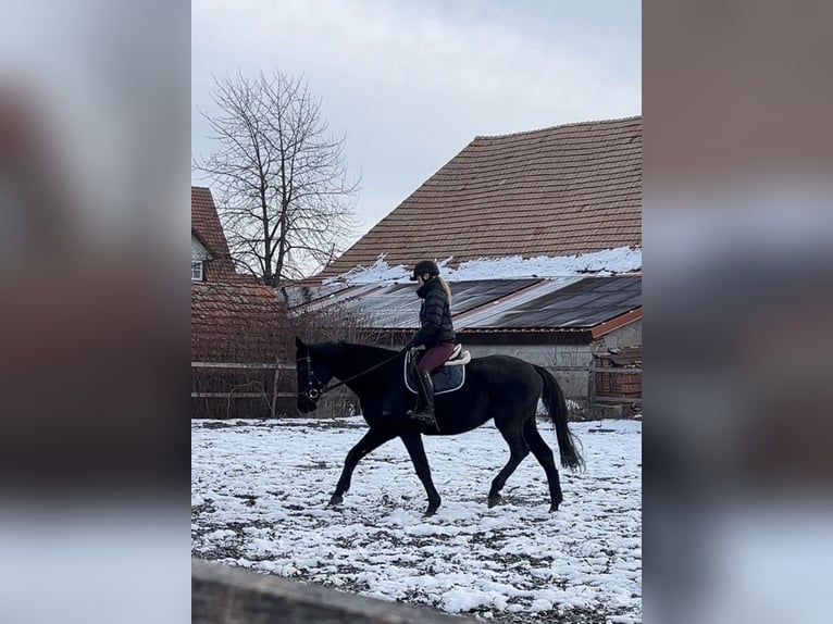Hanoverian Gelding 20 years 16 hh Black in Kitzingen