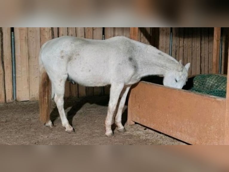 Hanoverian Gelding 20 years 16 hh Gray-Fleabitten in Marburg