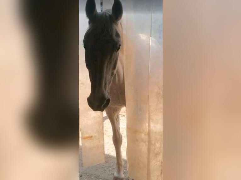 Hanoverian Gelding 20 years 16 hh Gray-Fleabitten in Marburg