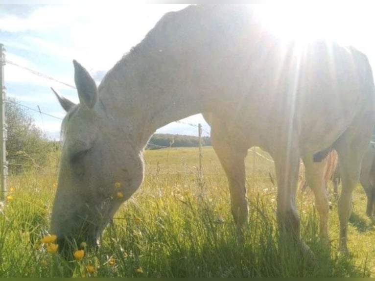 Hanoverian Gelding 20 years 16 hh Gray-Fleabitten in Marburg