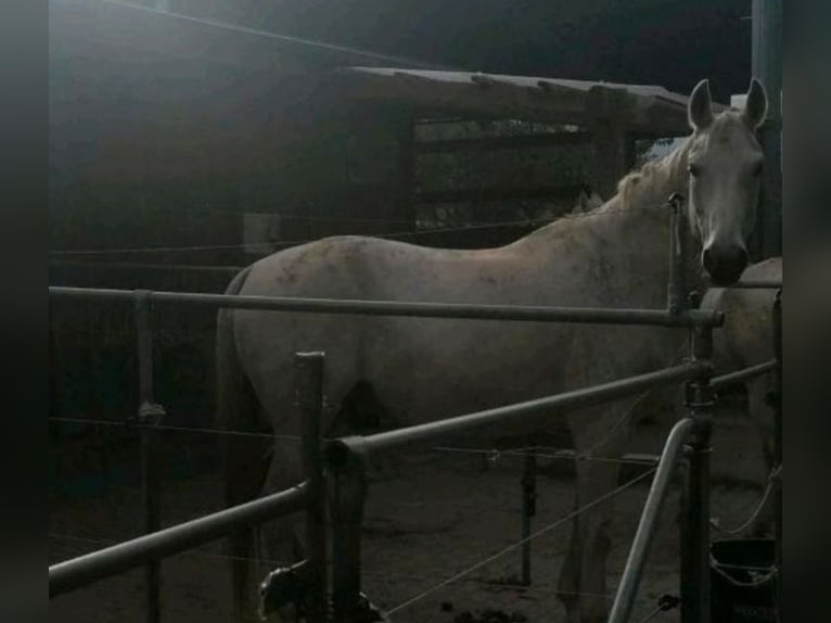 Hanoverian Gelding 20 years 16 hh Gray-Fleabitten in Marburg