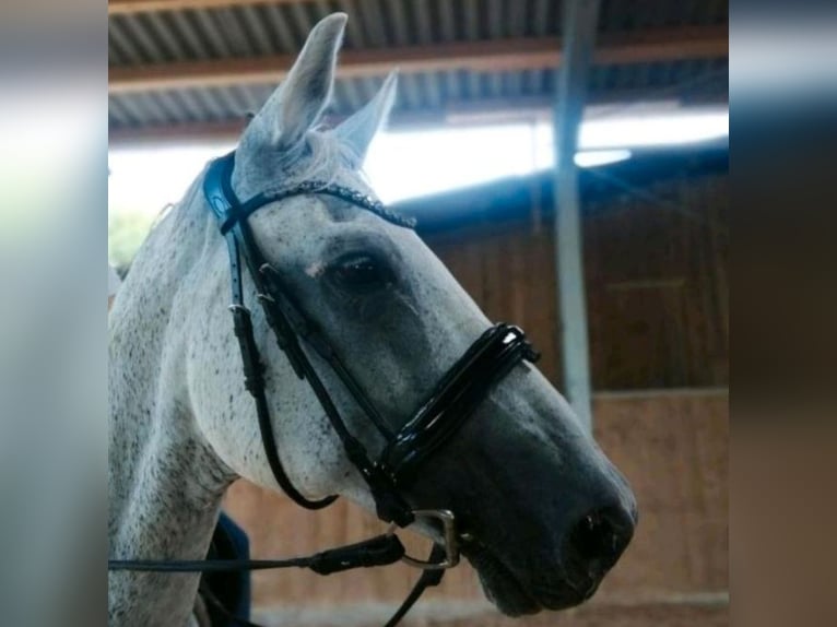 Hanoverian Gelding 20 years 16 hh Gray-Fleabitten in Marburg