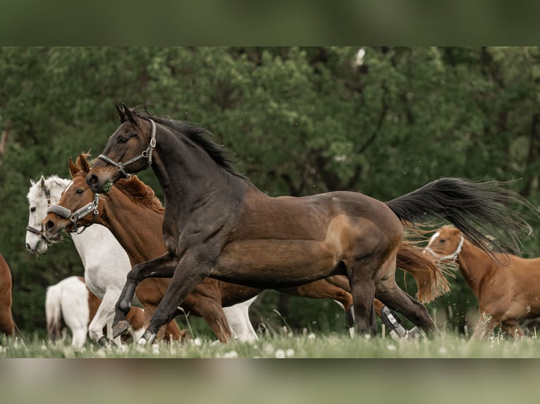 Hanoverian Gelding 20 years 16,1 hh Bay-Dark in DetmoldDetmold