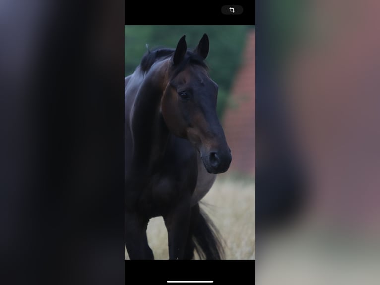 Hanoverian Gelding 20 years 16,1 hh Bay-Dark in DetmoldDetmold