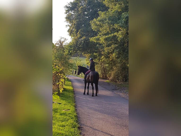 Hanoverian Gelding 20 years 16,1 hh Bay-Dark in DetmoldDetmold