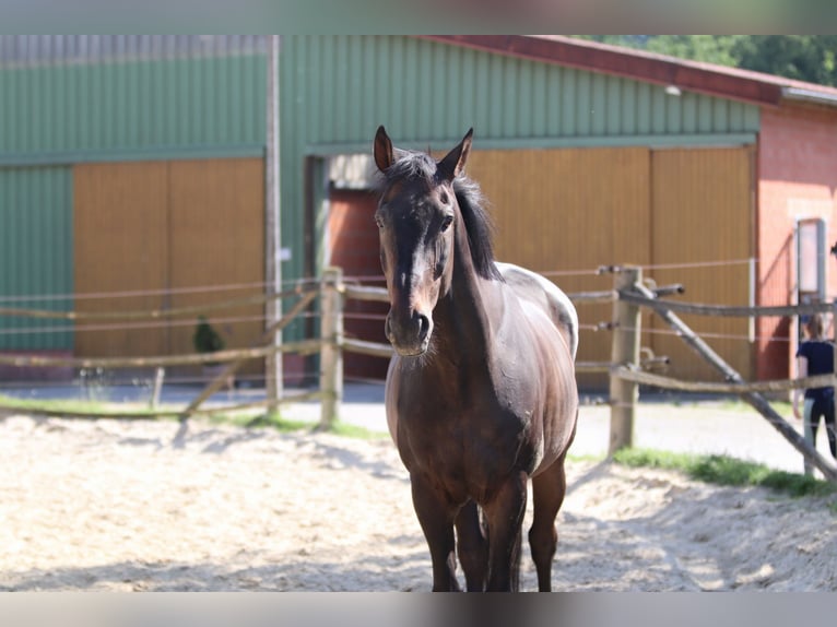 Hanoverian Gelding 20 years 16,1 hh Bay-Dark in DetmoldDetmold