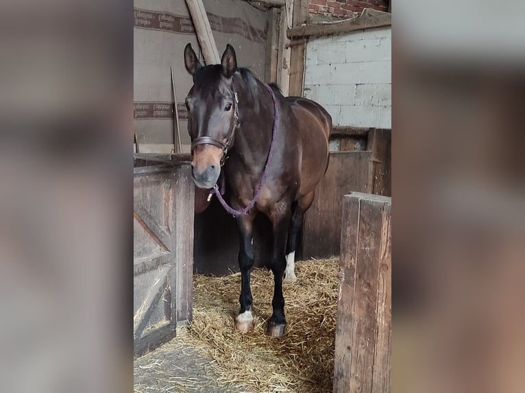 Hanoverian Gelding 20 years 16,2 hh Bay-Dark in Bruchhausen-Vilsen