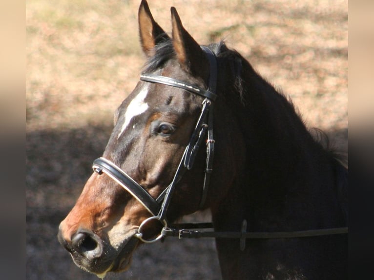 Hanoverian Gelding 20 years 16,2 hh Brown in Bad Feilnbach