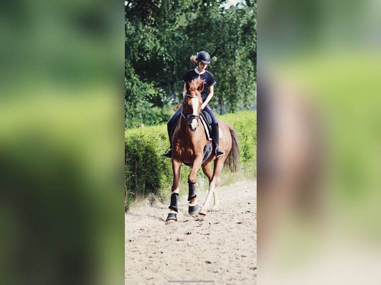 Hanoverian Gelding 20 years 16,3 hh Chestnut-Red in Rosengarten
