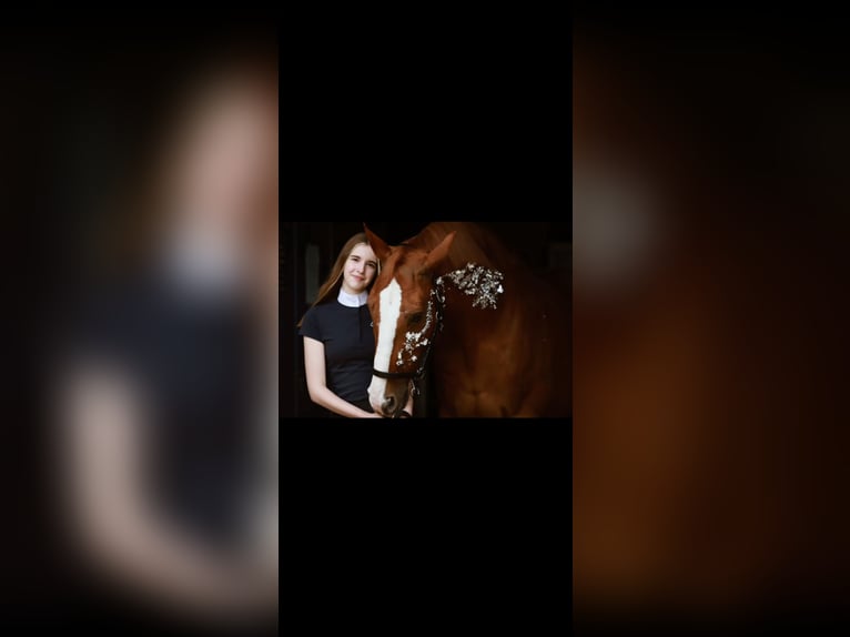 Hanoverian Gelding 20 years 16,3 hh Chestnut-Red in Rosengarten