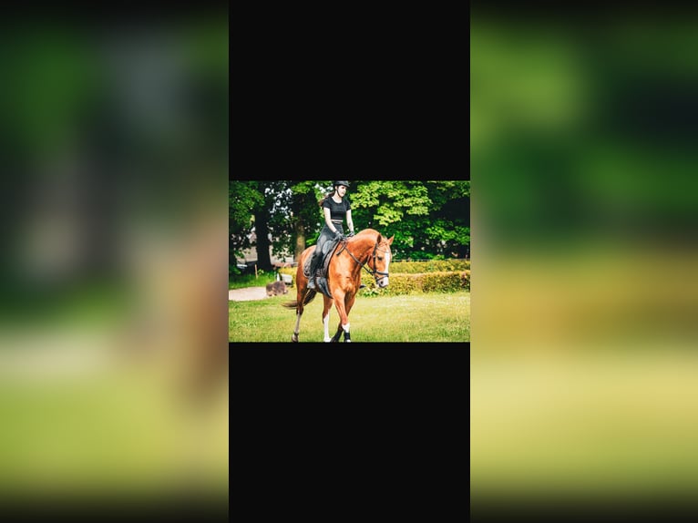 Hanoverian Gelding 20 years 16,3 hh Chestnut-Red in Rosengarten