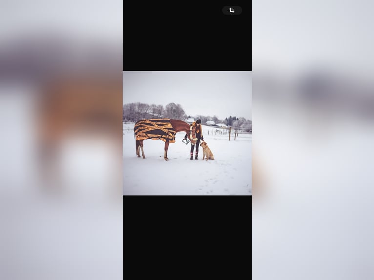 Hanoverian Gelding 20 years 16,3 hh Chestnut-Red in Rosengarten