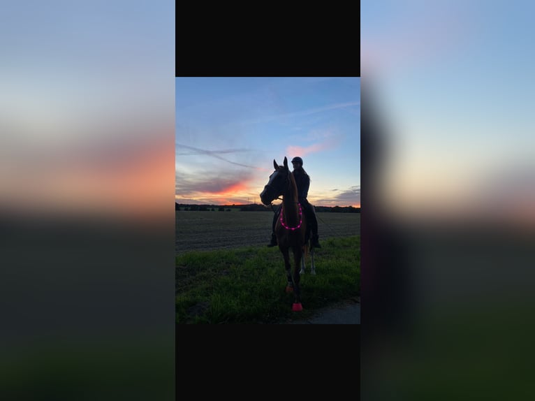 Hanoverian Gelding 20 years 16,3 hh Chestnut-Red in Rosengarten