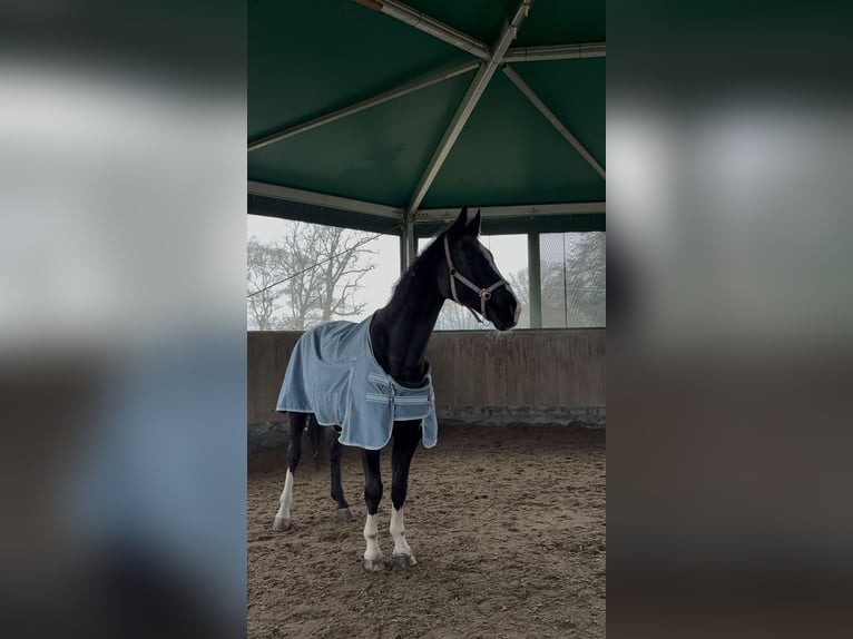 Hanoverian Gelding 20 years 17,1 hh Black in Neustadt an der Weinstraße