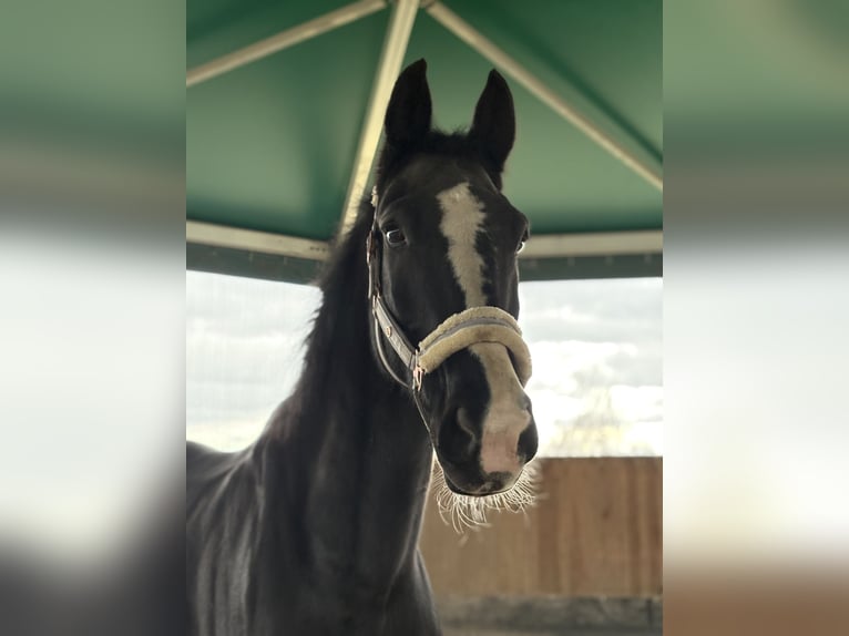 Hanoverian Gelding 20 years 17,1 hh Black in Neustadt an der Weinstraße