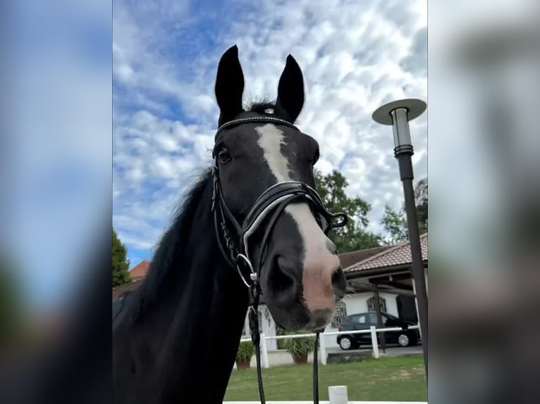 Hanoverian Gelding 20 years 17,1 hh Black in Neustadt an der Weinstraße