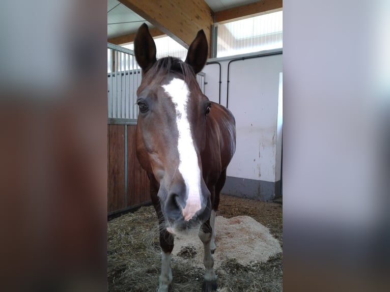 Hanoverian Gelding 20 years Chestnut in Bad Feilnbach