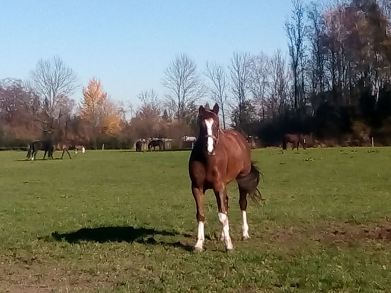 Hanoverian Gelding 20 years Chestnut in Bad Feilnbach