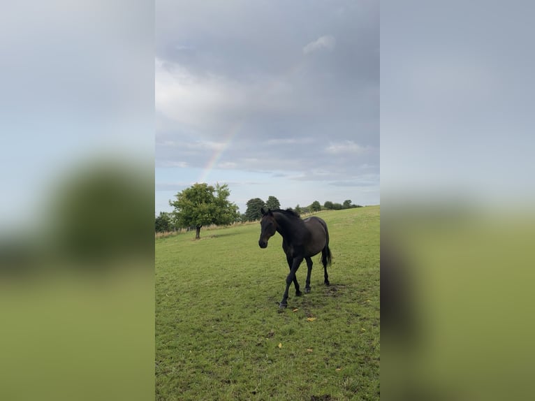 Hanoverian Gelding 21 years 16,1 hh Bay-Dark in DetmoldDetmold