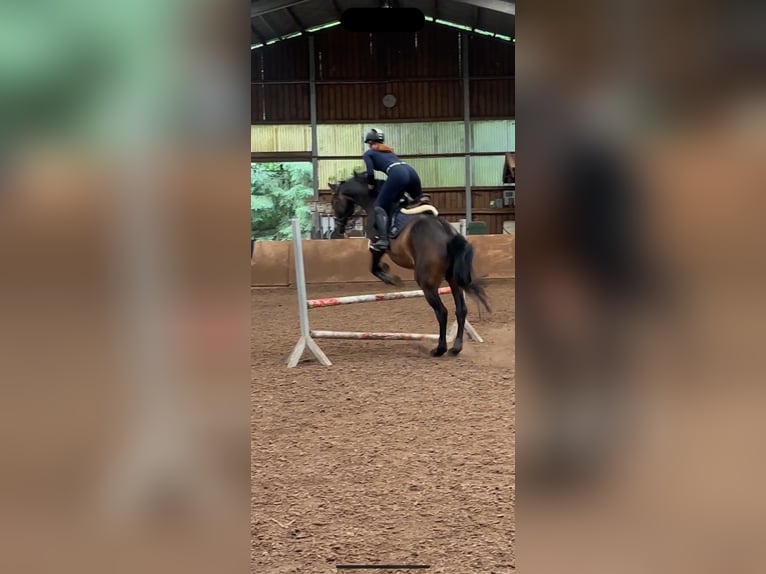 Hanoverian Gelding 21 years 16,1 hh Bay-Dark in DetmoldDetmold