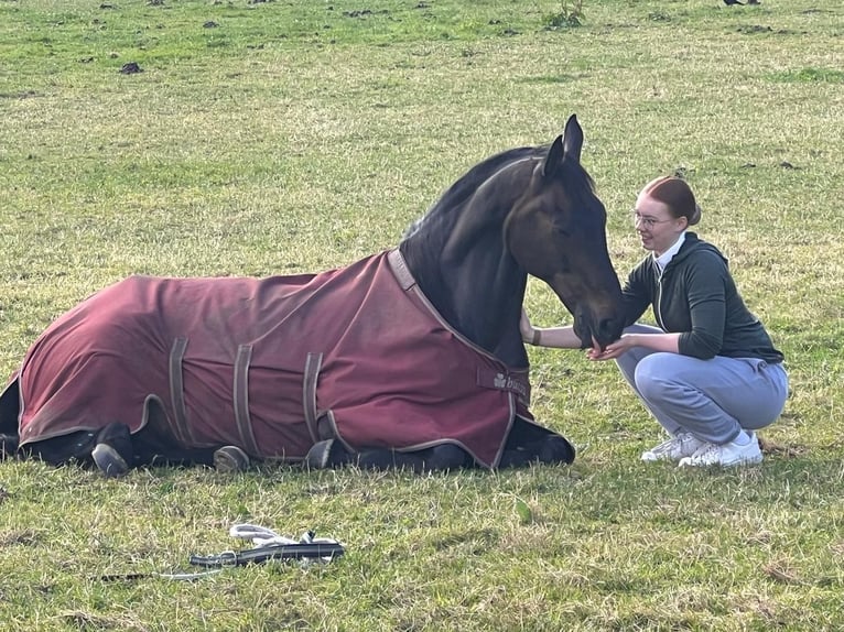 Hanoverian Gelding 21 years 16,1 hh Bay-Dark in DetmoldDetmold