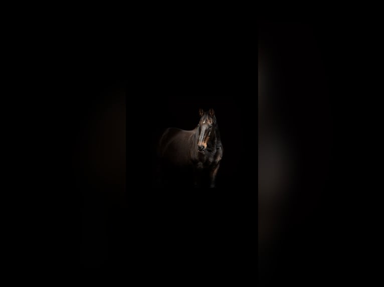 Hanoverian Gelding 21 years 16,1 hh Bay-Dark in DetmoldDetmold
