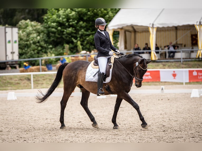 Hanoverian Gelding 21 years 16,1 hh Bay-Dark in DetmoldDetmold