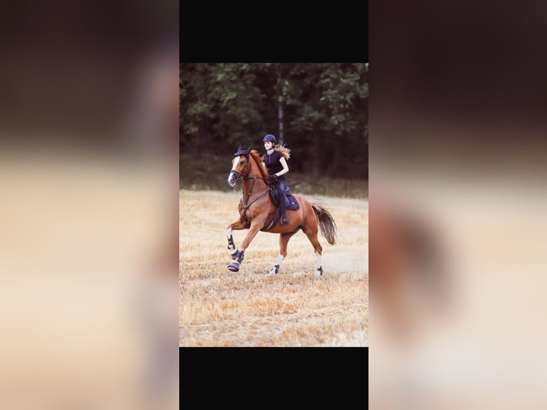 Hanoverian Gelding 21 years 16,3 hh Chestnut-Red in Rosengarten