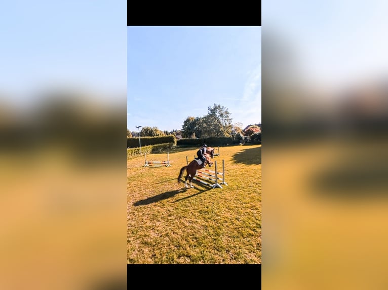 Hanoverian Gelding 21 years 16,3 hh Chestnut-Red in Rosengarten