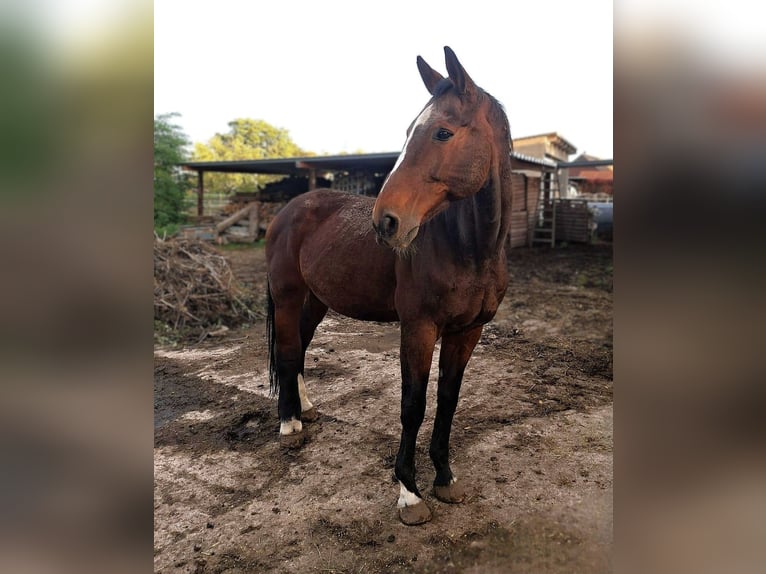 Hanoverian Gelding 21 years 17.1 hh Brown in Hahausen