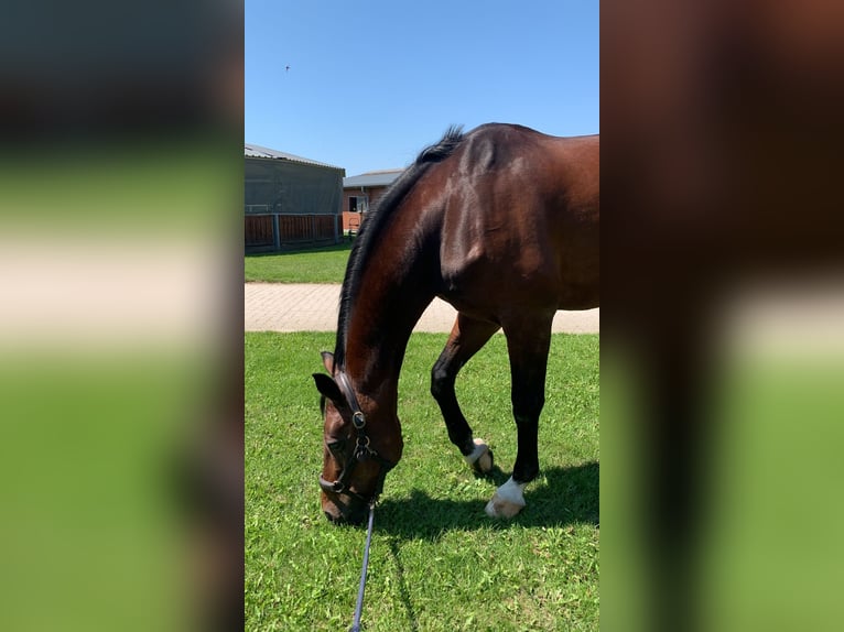 Hanoverian Gelding 21 years 17 hh Brown in Hamburg Allermöhe