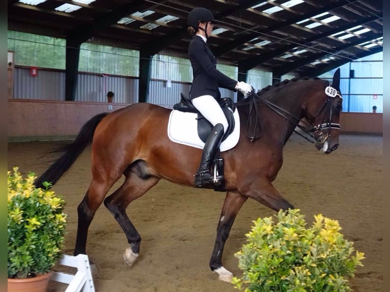 Hanoverian Gelding 21 years 17 hh Brown in Hamburg Allermöhe